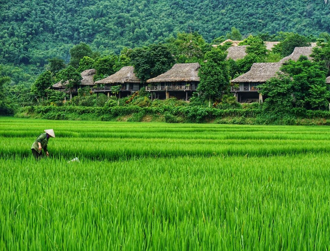 Khung đồng lúa xanh mướt phía trước khu resort. Ảnh: Fanpage Mai Châu Ecolodge.