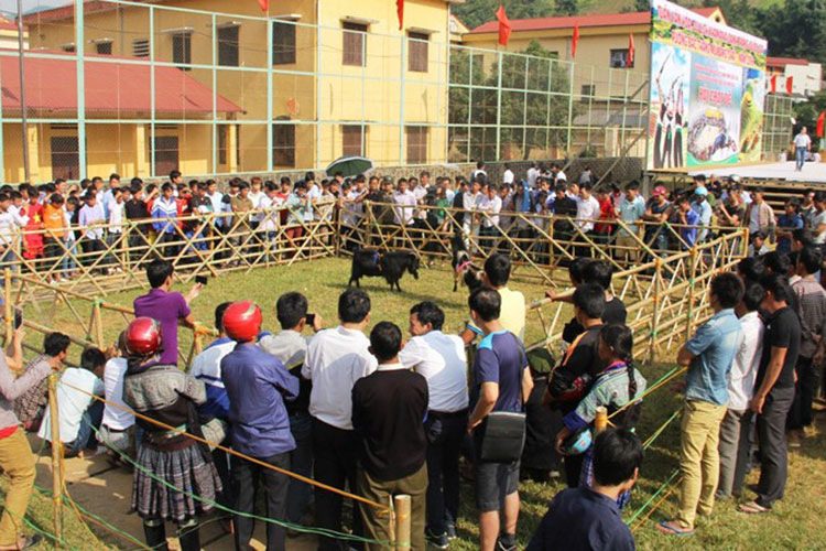 Hội thi chọi Dê hàng năm thu hút nhiều du khách. Ảnh: Trang thông tin điện tử UBND huyện Mù Căng Chải